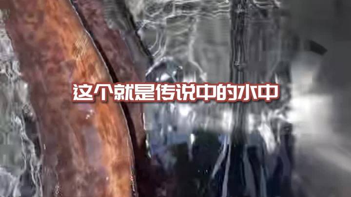 5月29日水库发现大山坑鳗1