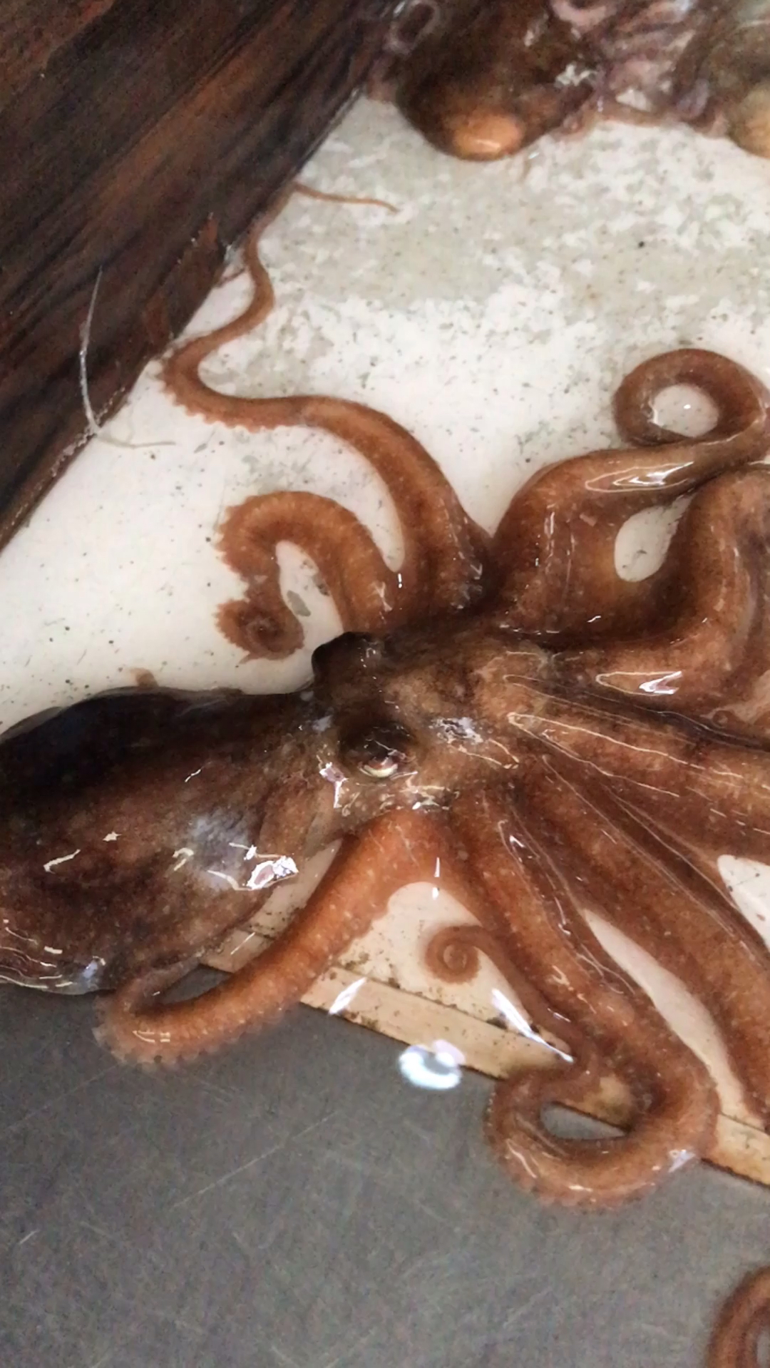 八爪鱼的牙齿在哪里