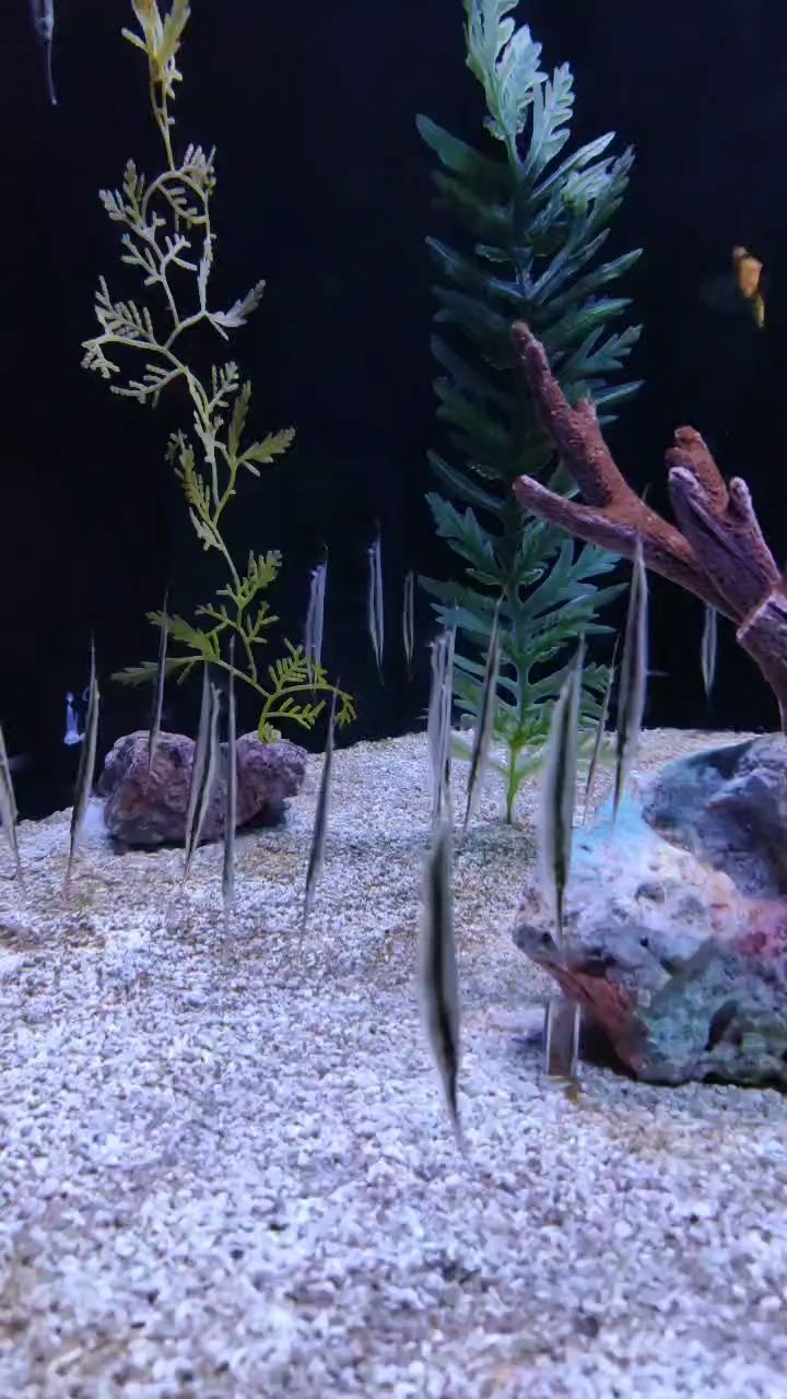 上海海洋水族馆里的刀片鱼,看看悬浮一样