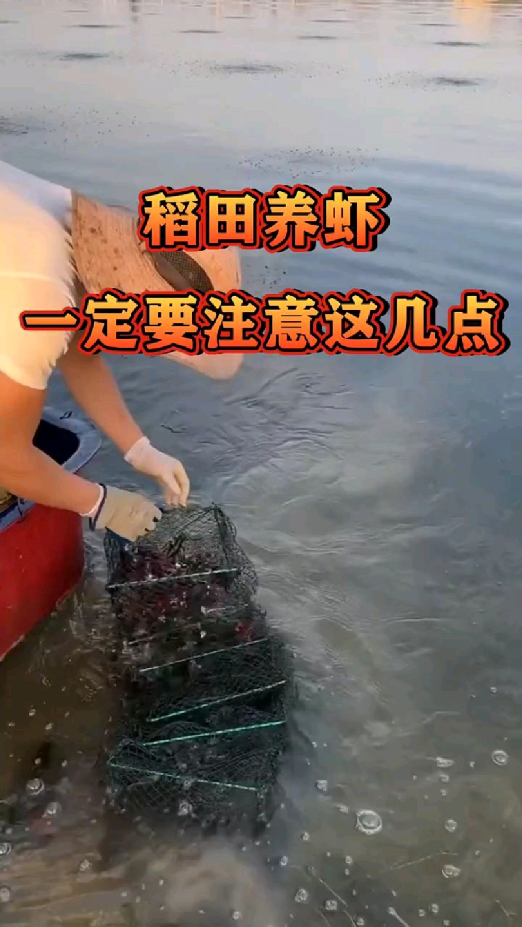 稻田养虾一定注意这几点