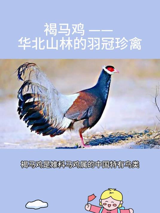 褐马鸡——华北山林的羽冠珍禽