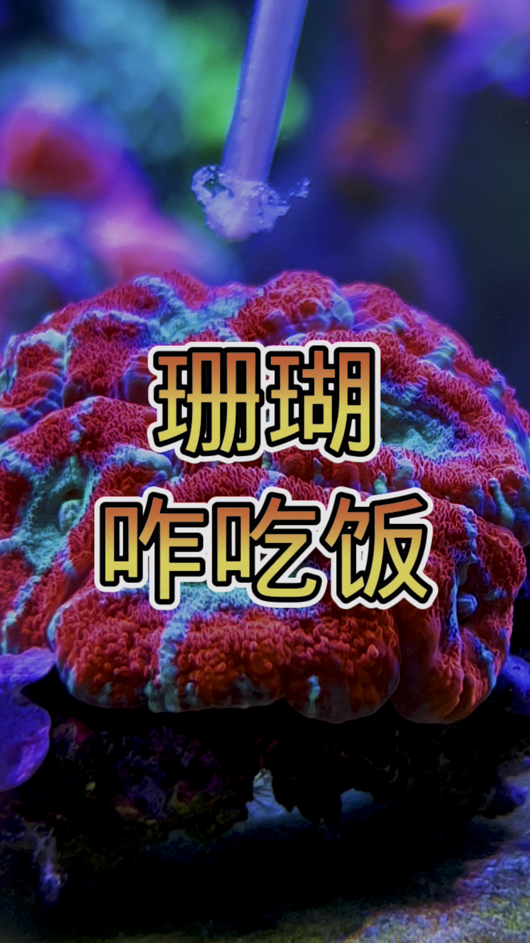 珊瑚咋吃饭 #海缸 #海水鱼