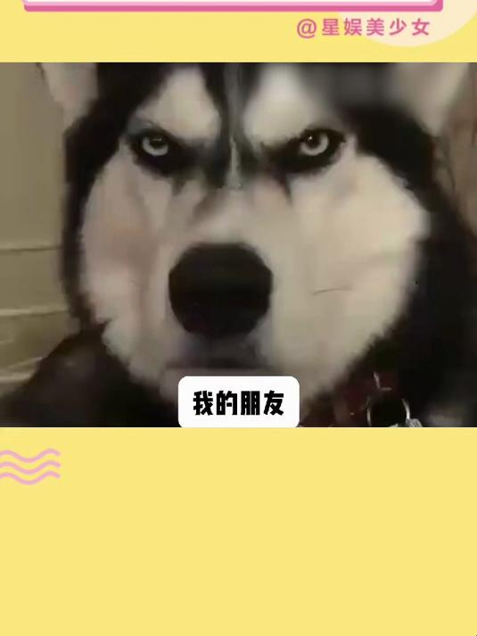 第一次听见刺猬的叫声