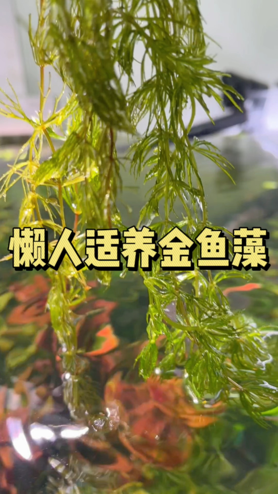 懒人适养的水草金鱼藻。#水族 #金鱼藻 #养鱼日记