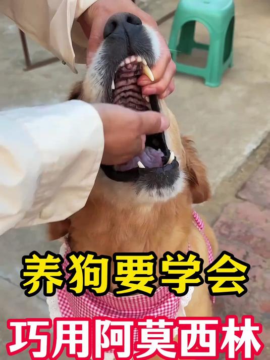 养狗要学会巧用阿莫西林