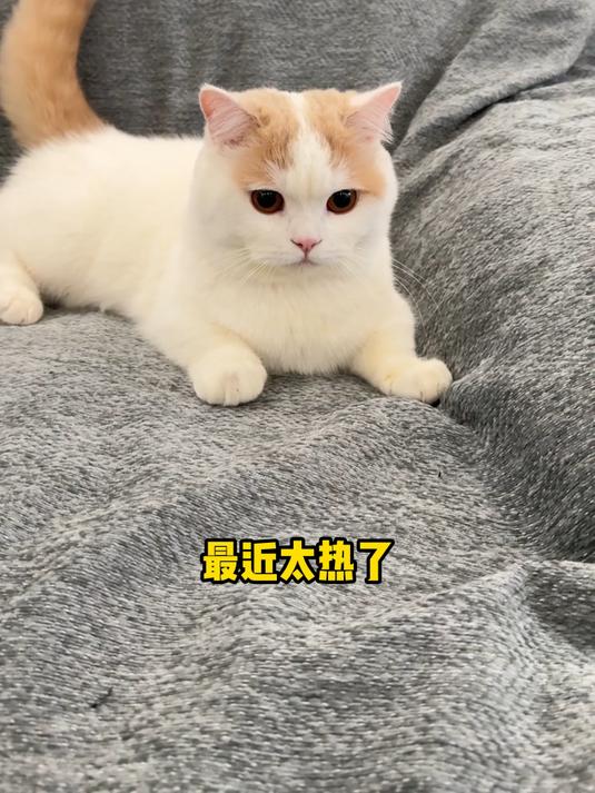 菠萝包空调房日常