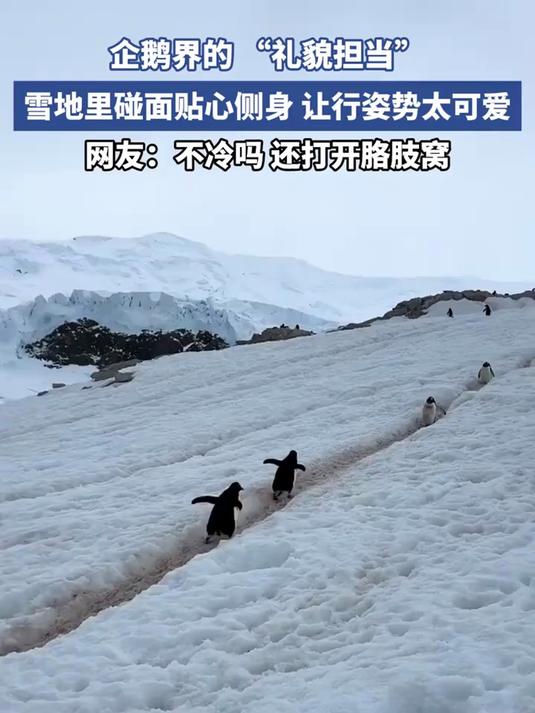 企鹅宝宝公路碰面!贴心侧身让路,可爱到犯规