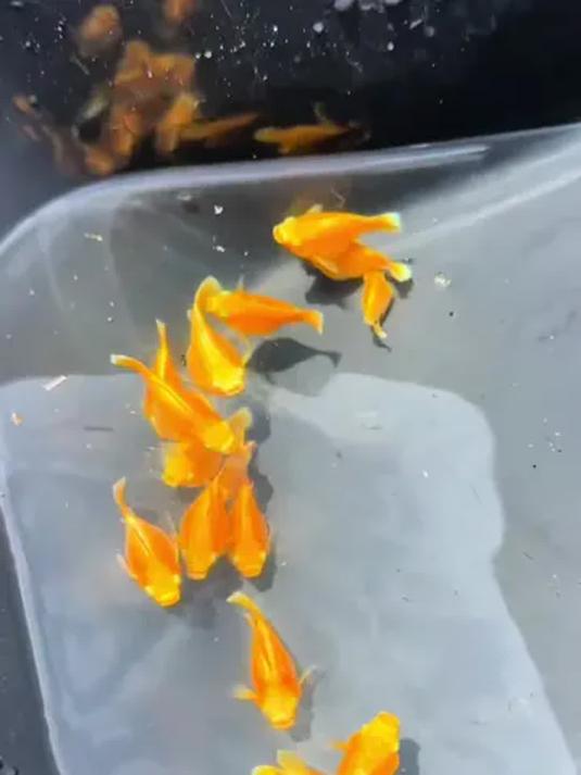 玛丽皮球鱼 鱼缸降膜高手 家中养鱼必备之选