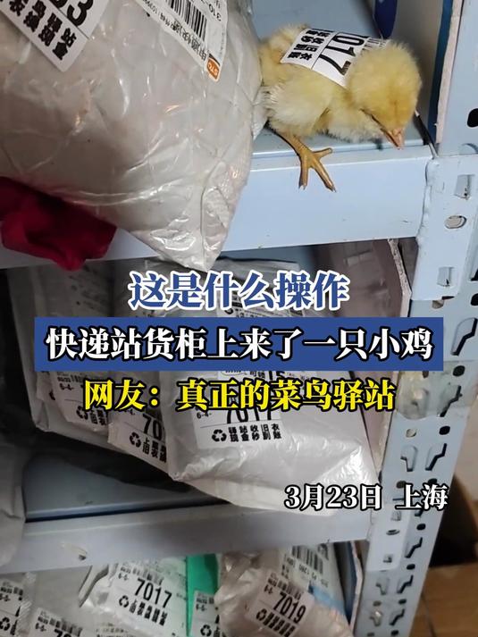 这是什么操作,快递站货柜上寄来一只小鸡,网友:真正的菜鸟驿站