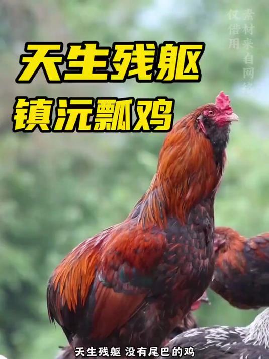 天生残躯却美味无比的镇沅瓢鸡，你值得拥有！