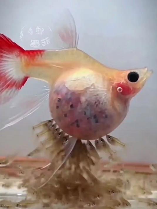 孔雀鱼鱼生娃#养鱼#