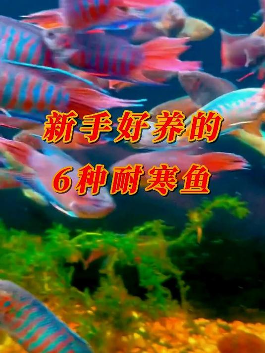 新手都可以轻松养好的6种鱼,耐寒耐热还漂亮
