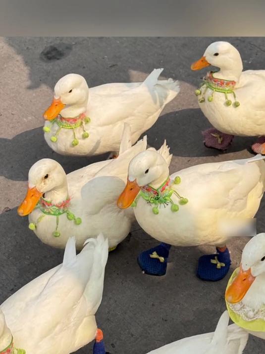 动物园内成群可达鸭戴项链、穿鞋子溜达，尽显时髦与可爱