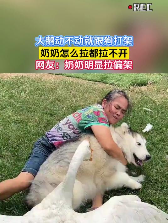 大鹅动不动就跟狗打架,奶奶怎么拉都拉不开