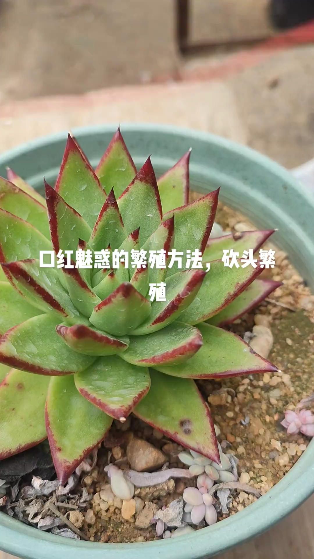 原来给多肉砍头繁殖如此简单,一根线就能完成多肉砍头过程