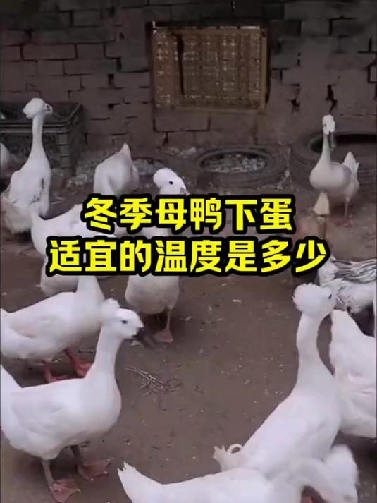 冬季母鸭下蛋 适宜的温度是多少
