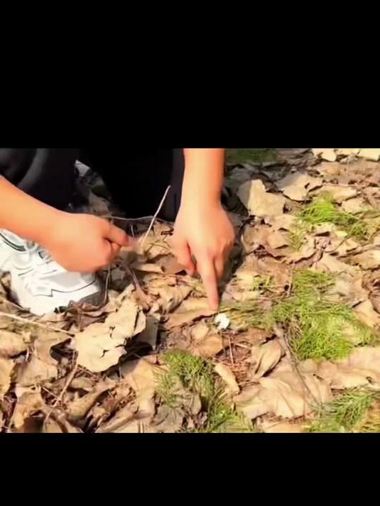 鸡的粪便没想到还是价值很高的中药材 养生知识