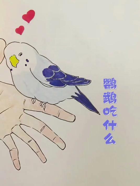 鹦鹉都吃什么?鹦鹉是杂食性的