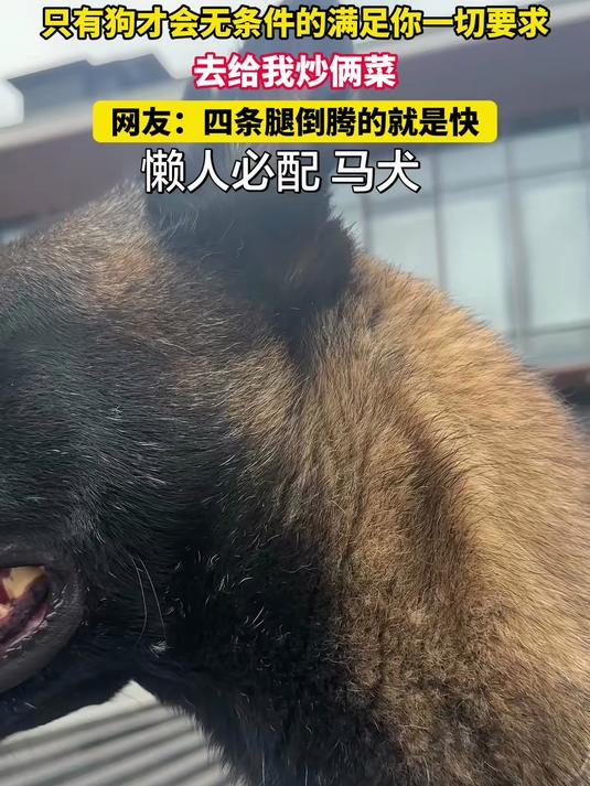 只有狗才会无条件的满足你一切要求,去给我炒俩菜,网友:四条腿倒腾的就是快