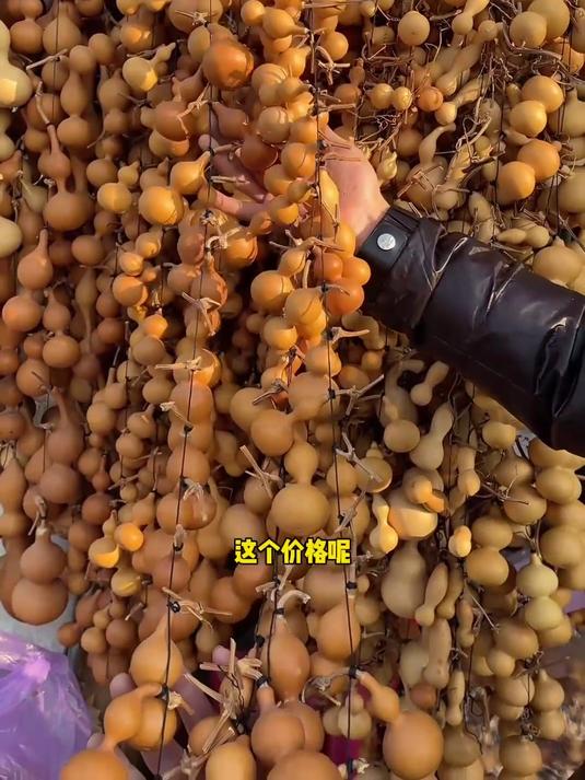 天津花鸟市场找葫芦,又淘到了很多老葫芦