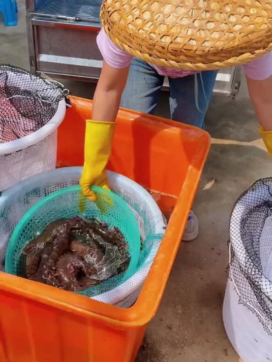 野生超大黑虎虾!一只顶普通虾两只,超顶饱