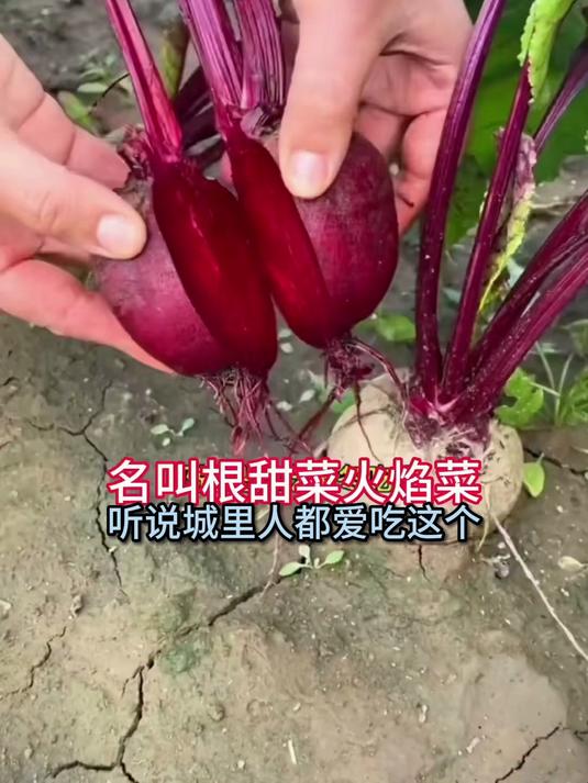 新鲜甜菜根登场,口感清甜,为餐桌添色彩