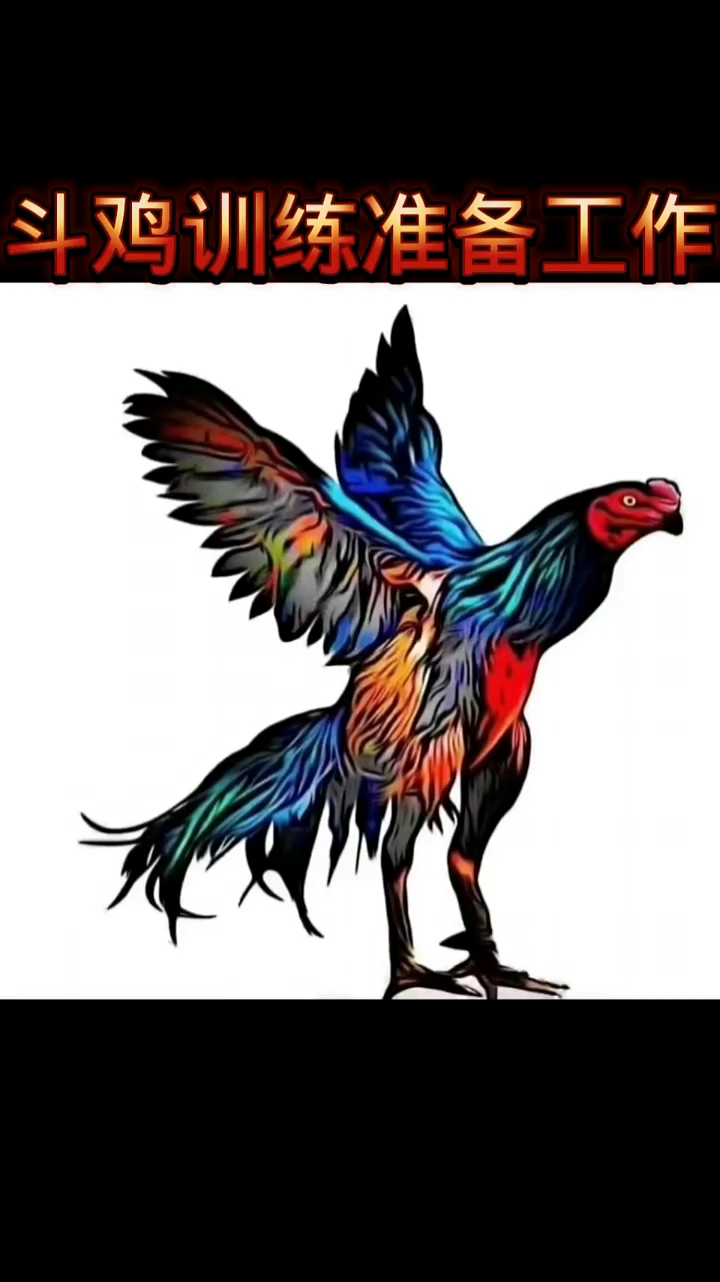 斗鸡训练准备工作