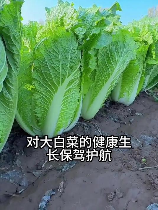 有些蔬菜相生相克,这些蔬菜种在一起更适合生长