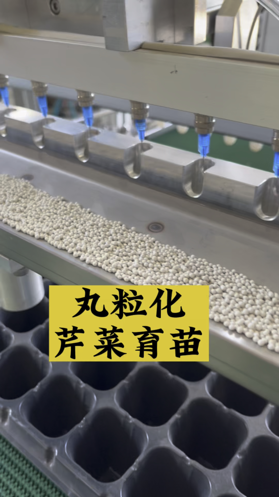 丸粒化芹菜育苗#播种机#育苗机#农业种植