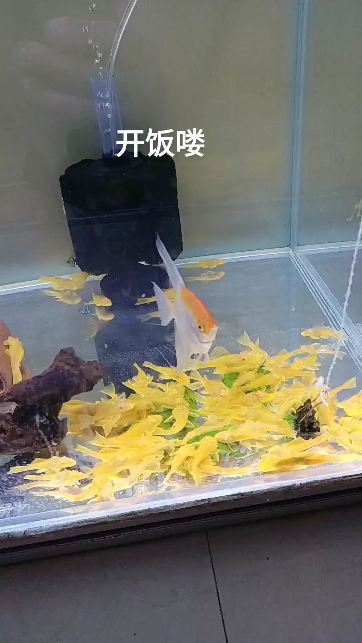黄金大胡子鱼