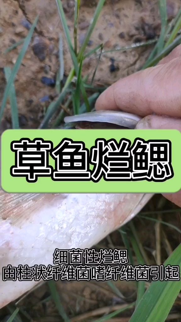 草鱼细菌性烂鳃。