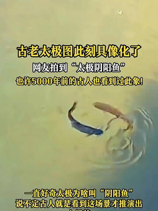网友拍到的“太极阴阳鱼”，古老太极在此刻具像化了