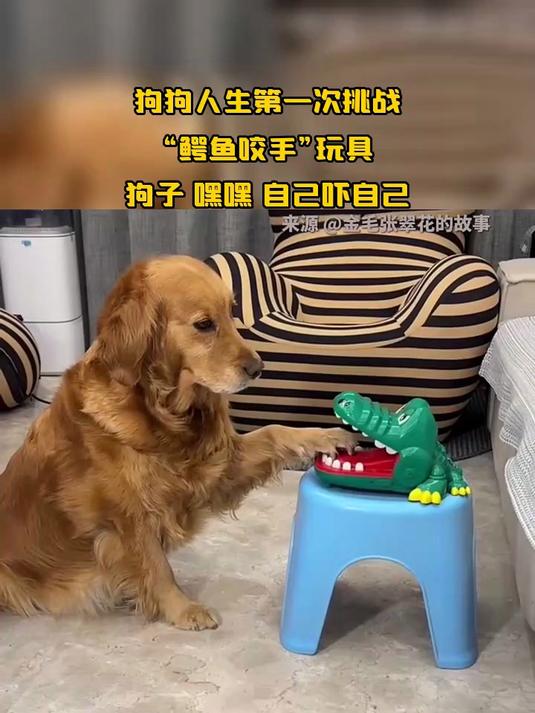 狗狗人生第一次挑战,“鳄鱼咬手”玩具,狗子 嘿嘿 自己吓自己