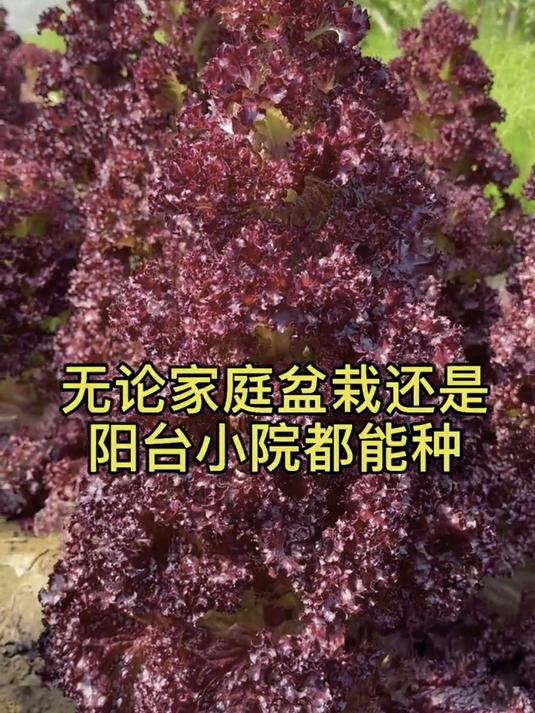 紫叶生菜种子落地疯长!脆甜爆汁赛水果,阳台撒把种30天吃半年