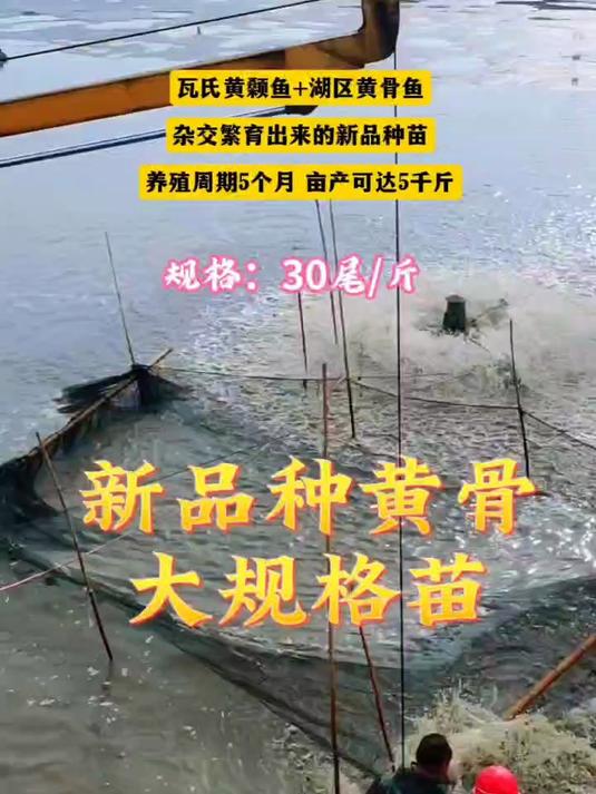 黄骨鱼有品种之分什么品种让你养殖黄骨鱼变得很轻松?
