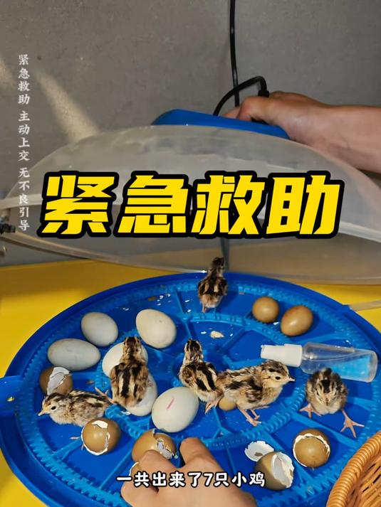 有没有人知道这是什么品种的小鸡啊