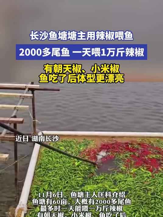 长沙鱼塘塘主用辣椒喂鱼2000多尾鱼 一天喂1万斤辣椒有朝天椒
