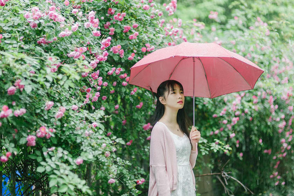 图片[6]-雨中蔷薇-六色网