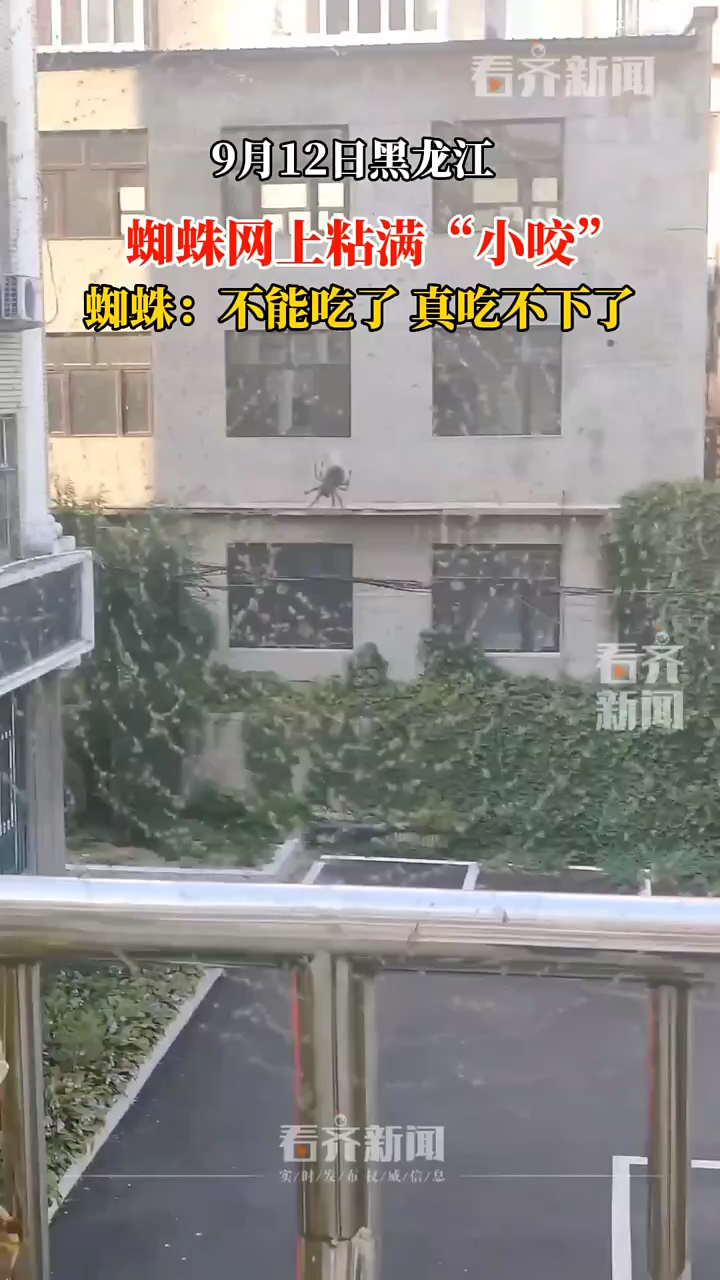 9月12日黑龙江蜘蛛网上粘满蚜虫(看齐新闻)