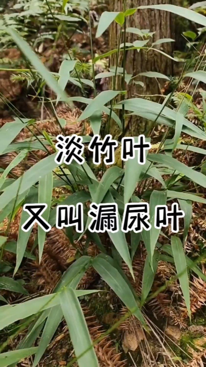 这个被称为漏尿草,起夜多小便多可以煮水喝,你知道淡竹叶还有什么作用吗
