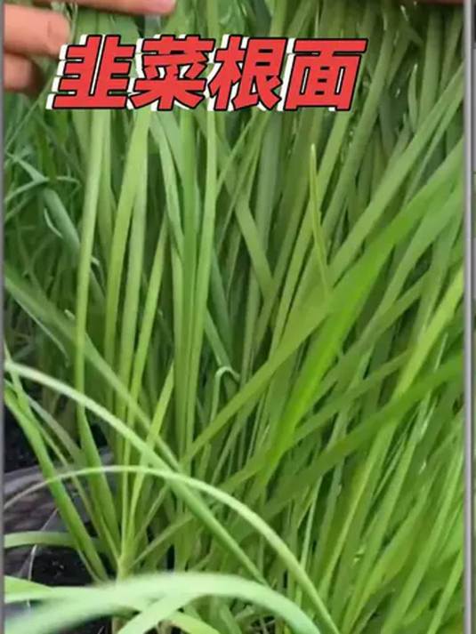 韭菜根种植超简单 发芽快成活率高 随吃随割真新鲜