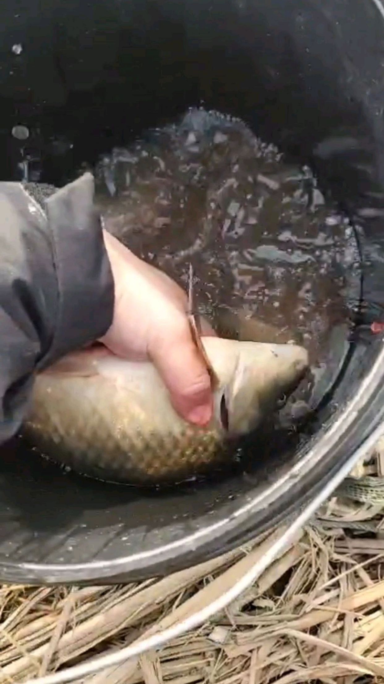 二斤野生大鲫鱼,小鲫鱼也不少。美中不足的是视频合成也很粗糙,下次努力做好