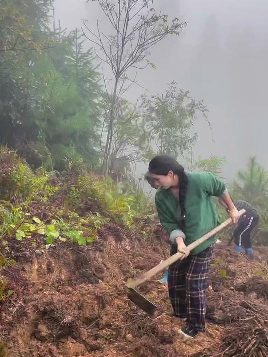 今天我们一家人挖了很多野生蕨菜根做蕨根粑