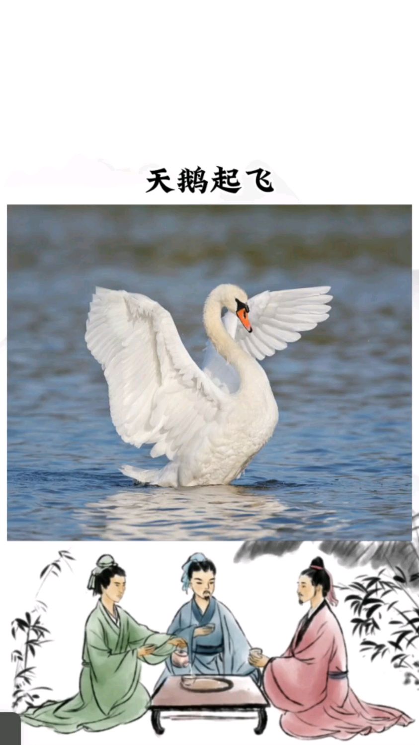 天鹅起飞全过程,像不像飞机起飞的样子?