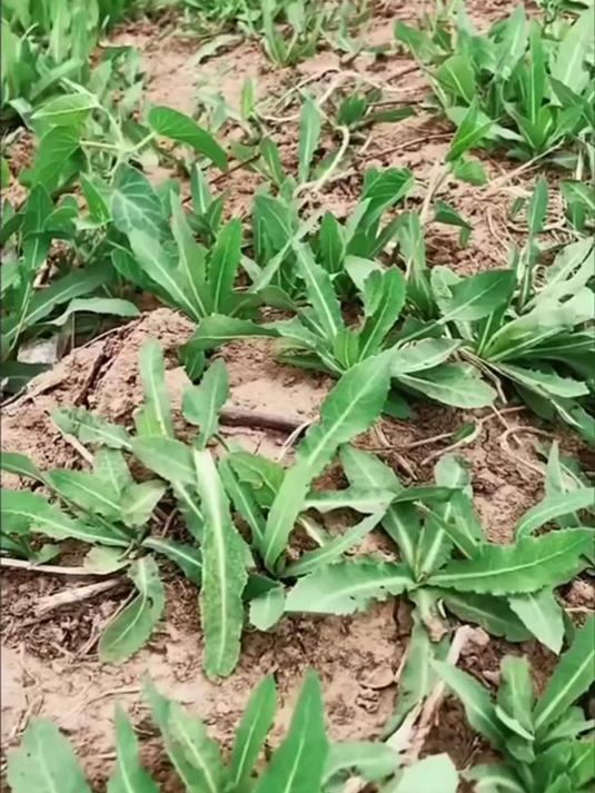 野外苦麻菜,绿色有机蔬菜,营养贼高