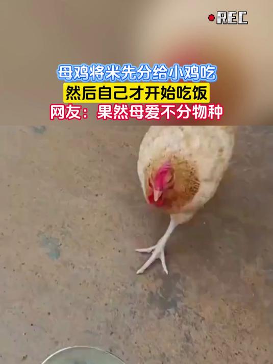 母鸡将米先分给小鸡吃,然后自己才开始吃饭