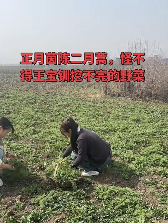 王宝钏挖野菜 一起来当王宝钏了#去野去回春#