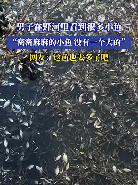 男子在野河里看到很多小鱼，“密密麻麻的小鱼，没有一个大的”