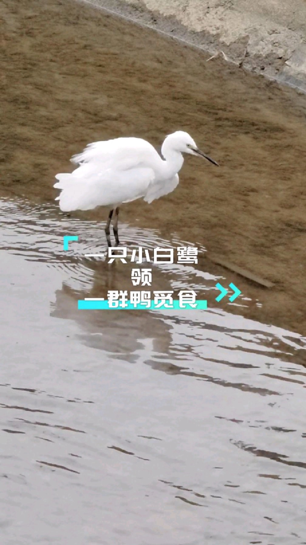 一只小白鹭带领一群鸭觅食,在小水沟