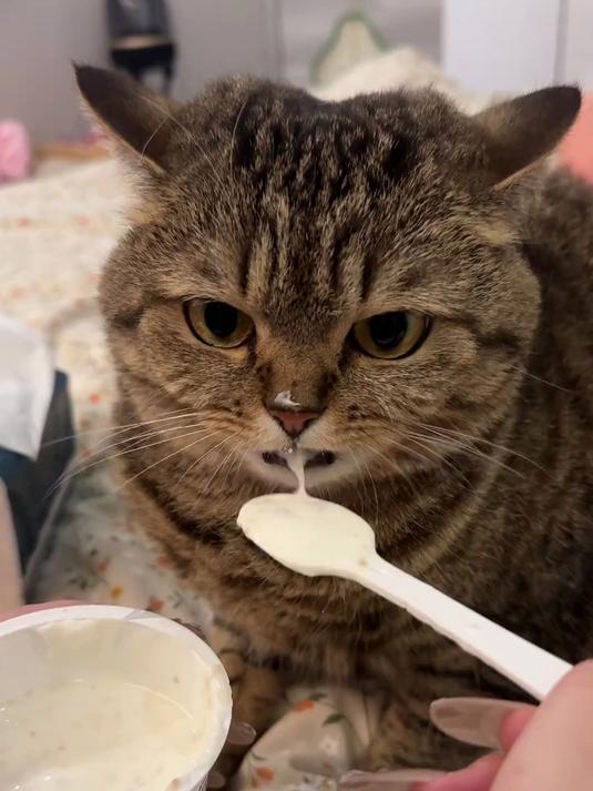 小猫咪千万不可以贪吃哦 #毛孩子吃零食秒变表情包 #萌主请就位